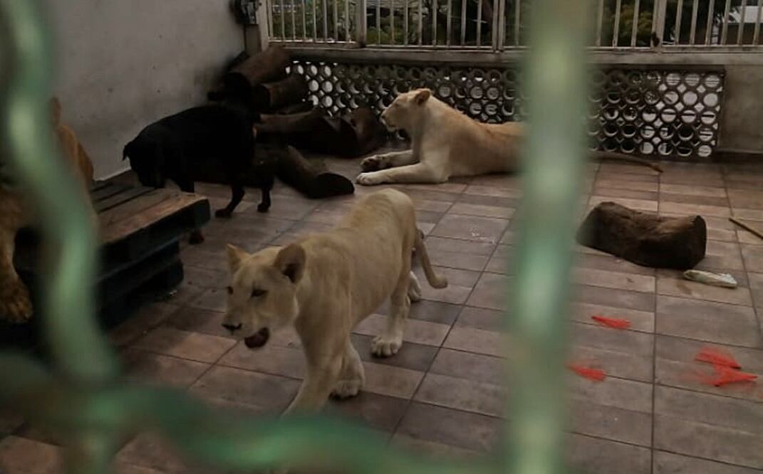 A los felinos les fueron extraídas sus garras. Foto: Especial