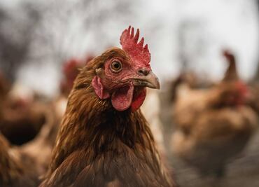 Detrás del cascarón: el trabajo de las gallinas ponedoras