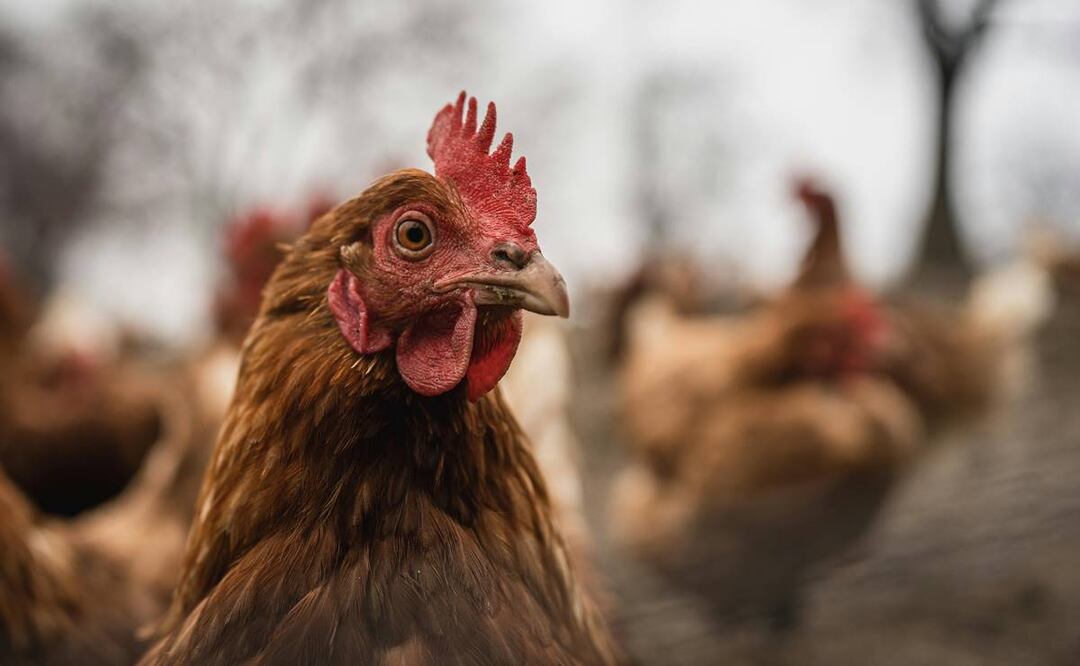 El trabajo de las gallinas ponedoras. Foto: Pexels
