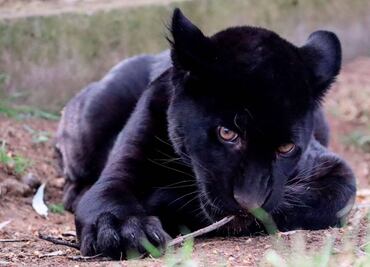 Muere jaguar del Zoológico de Morelia por agua contaminada