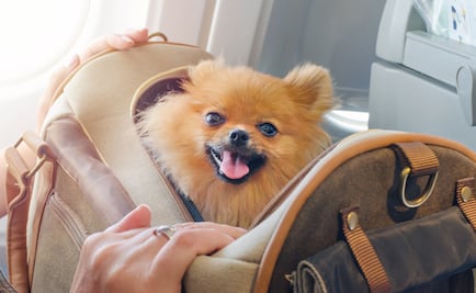Pasajera demanda a aerolínea por encerrar en baño a su perro
