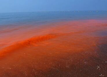 Cinvestav descarta marea roja en costa de Yucatán; mantienen vigilancia en la zona