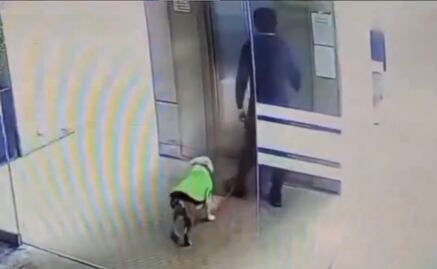 VIDEO: Causa indignación caso de maltrato de perrito en Huixquilucan, Edomex; autoridades investigan