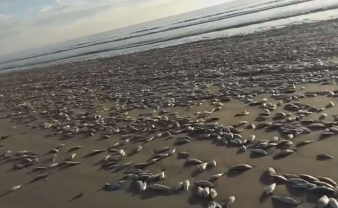 Aparecen miles de sardinas muertas en playas de Sinaloa