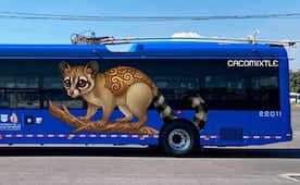 Trolebús estrenará rutas rumbo al Mundial; unidades mostrarán especies nativas de la capital