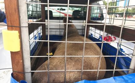 Trasladan lobo marino desde Jalisco a BCS