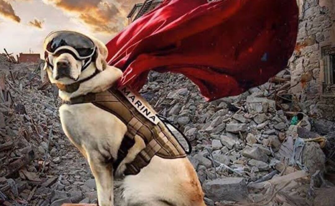 Usuarios de redes sociales compartieron imágenes donde se ve a la perrita Frida con una capa de heroína. / Foto: Redes sociales. 