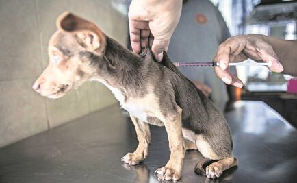 Alternativas contra la experimentación animal 