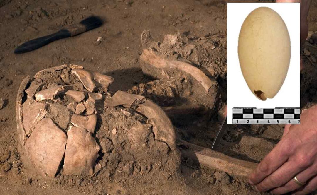 Hallan huevo fósil de flamenco del Pleistoceno, es la primera vez que ocurre en el continente americano Foto: INAH/El Universal
