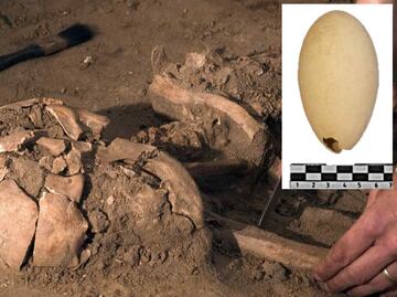 Hallan huevo fósil de flamenco del Pleistoceno en el AIFA