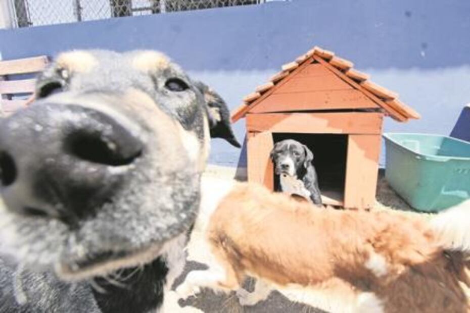 Del abandono a correr en manada