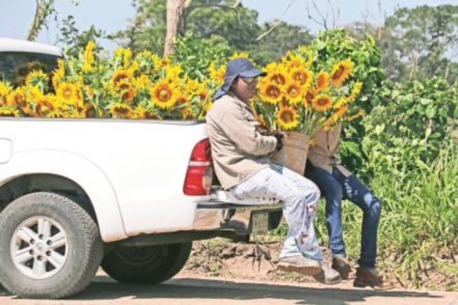 Santuario de los girasoles, industria atractiva