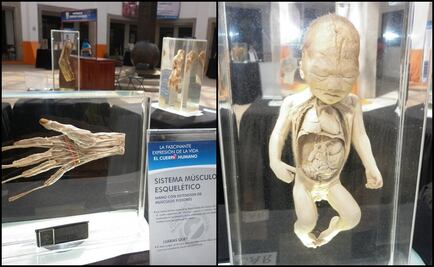 Exhiben en Atizapán muestra sobre el cuerpo humano