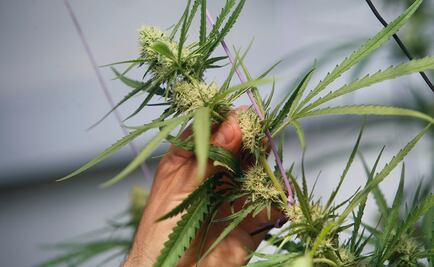 Piden continuar investigación sobre uso de marihuana antes de legalización