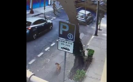 Denuncian en redes a sujeto que abandona a perrito sobre vialidad en la colonia Anzures