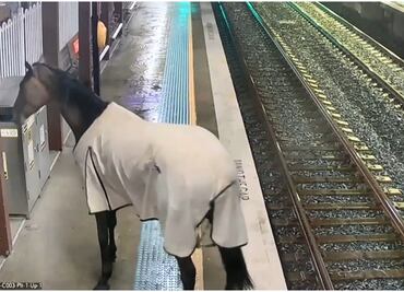 VIDEO: Caballo irrumpe en estación de tren en Australia