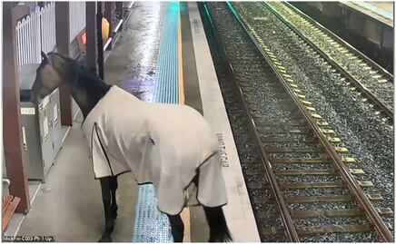 VIDEO: Caballo irrumpe en estación de tren en Australia