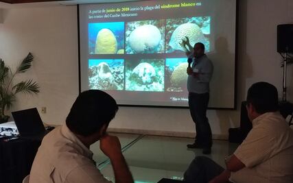 "Síndrome Blanco", la mayor amenaza del Arrecife Mesoamericano: investigador