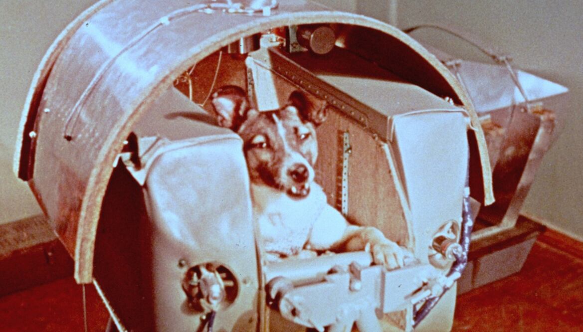 Una vista de Laika, 5 de noviembre de 1957, la perra que viajó al espacio exterior como pasajera a bordo del Sputnik II. Foto: AP/NASA, archivo 