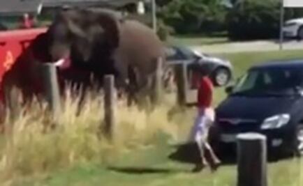 Elefante furioso destroza auto tras ser azotado en circo