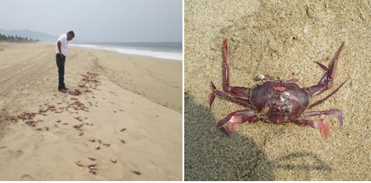 Atiende Profepa muerte de jaibas en Guerrero