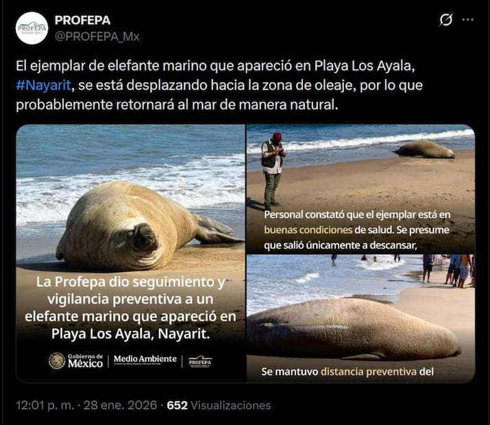 Elefante marino que apareció en Playa Los Ayala. Foto: Captura de pantalla tomada de la cuenta de X de @PROFEPA_Mx
