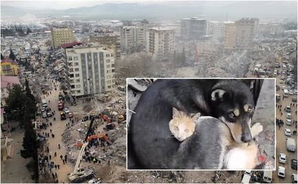 VIDEO: La conmovedora imagen de un gato y un perro abrazados tras el terremoto en Turquía