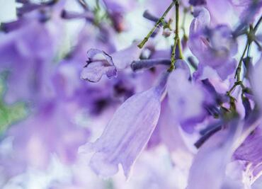 Propiedades de la infusión de jacaranda