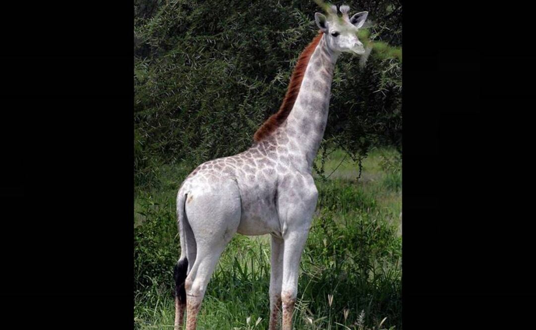 El origen de su nombre deriva de una marca de detergente que se fabrica en el Reino Unido. Foto: Captura Facebook