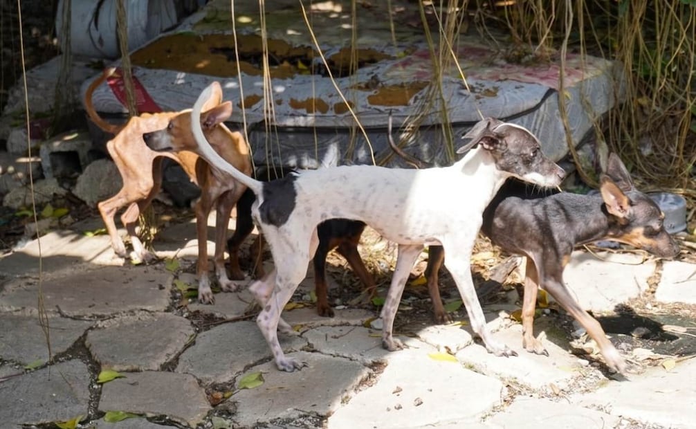 Rescatan a 48 perros en un predio de Mérida, Yucatán; serán rehabilitados para su adopción.
Foto: Especial.