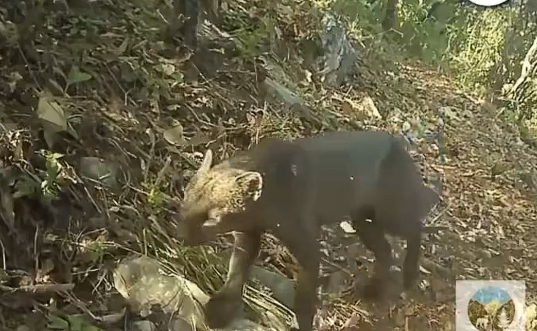 Parque de Hidalgo registra a un yaguarundi, uno de los felinos más esquivos del país; alberga seis especies de México.
Foto: Especial.