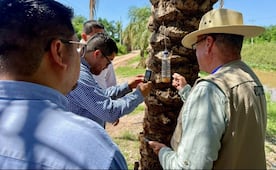 Salud Sinaloa refuerza vigilancia por gusano barrenador en canino de Culiacán; llaman a tener buena higiene animal