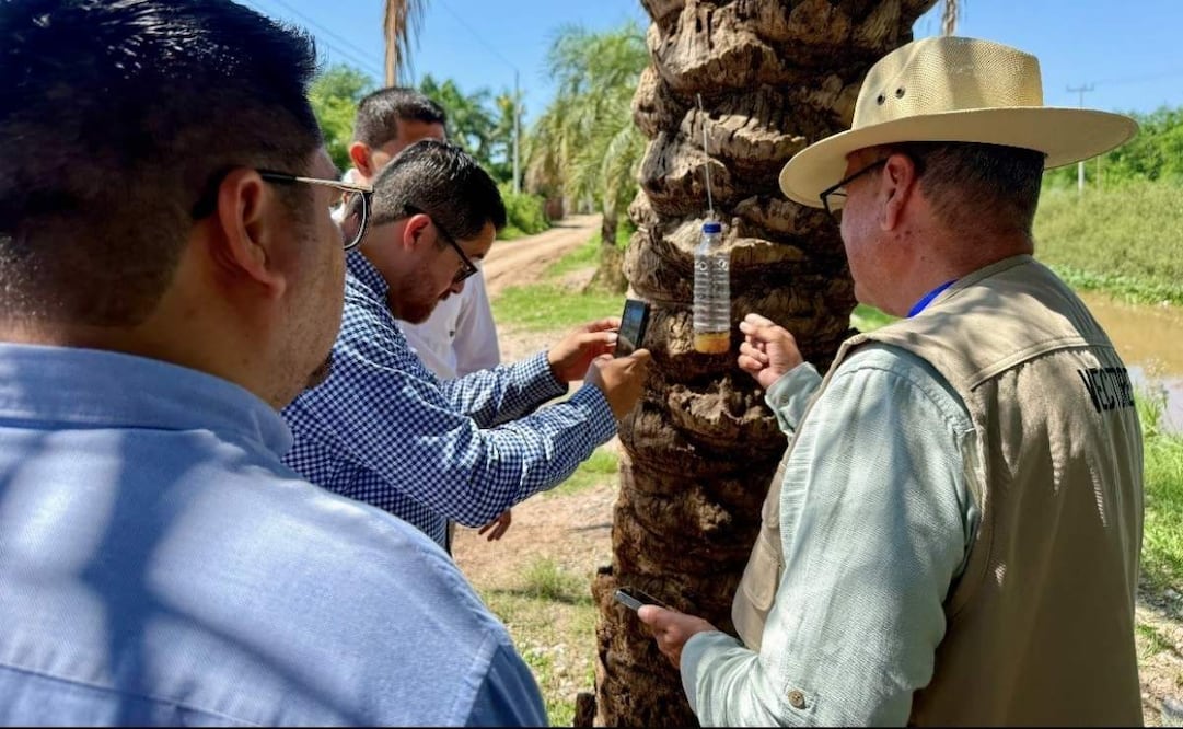 Salud Sinaloa refuerza vigilancia por gusano barrenador en un canino en Culiacán; llaman a tener buena higiene animal.
Foto: Especial.