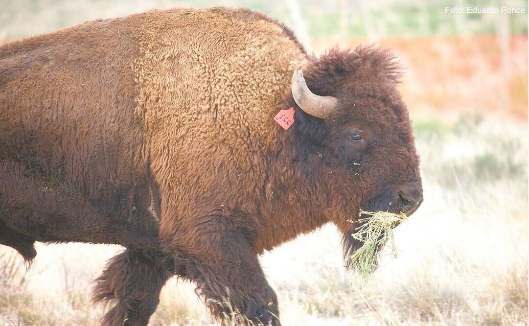 Los 31 bisontes, 14 de ellos crías, se encuentran actualmente en El Carmen, ubicada en el área de Protección de Flora y Fauna de Maderas del Carmen, al norte de Coahuila. Son cuidados por especialistas. Fotos: Cortesía.
