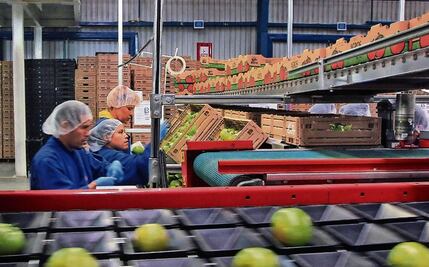 Respalda Sader a productores de tomate para exportar a EU