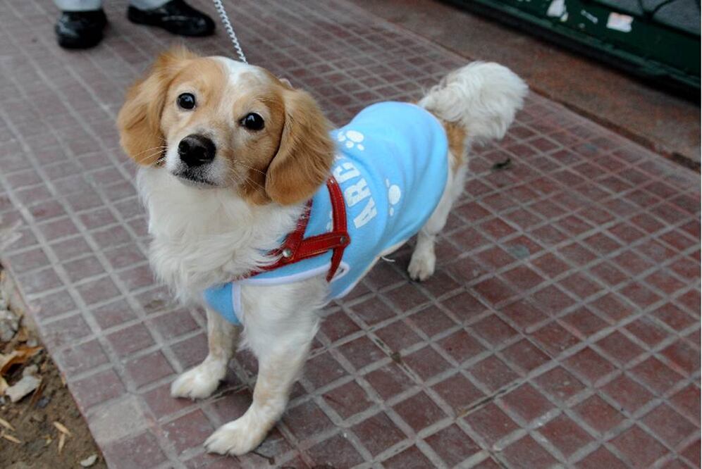 Veterinario implantaba droga en perros; es detenido