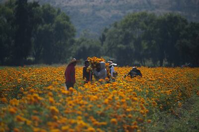 Día de Muertos: tour por los campos de flor de cempasúchil en Puebla