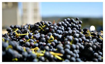 Impulsan consumo del vino mexicano