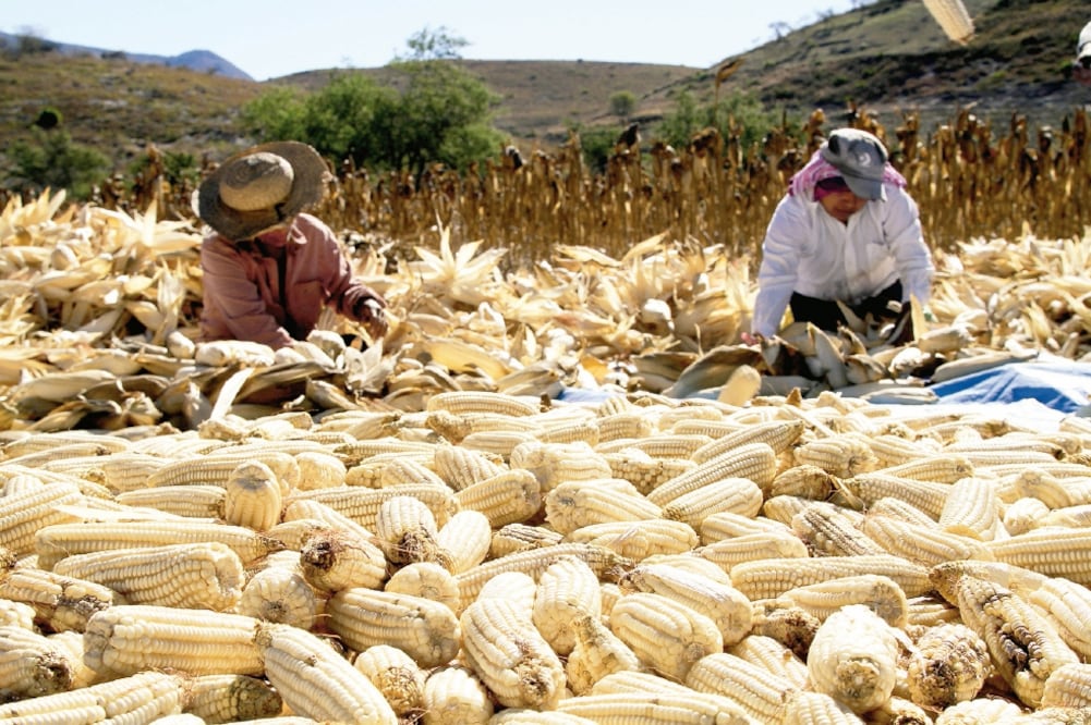 El CNA afirma que solamente con apoyos se respaldará a los campesinos, a las comunidades rurales, la soberanía y el abasto de alimentos. Foto: Archivo / EL UNIVERSAL