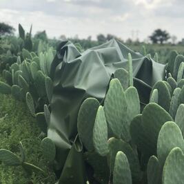 Mexicanos crean piel orgánica a base de nopal 