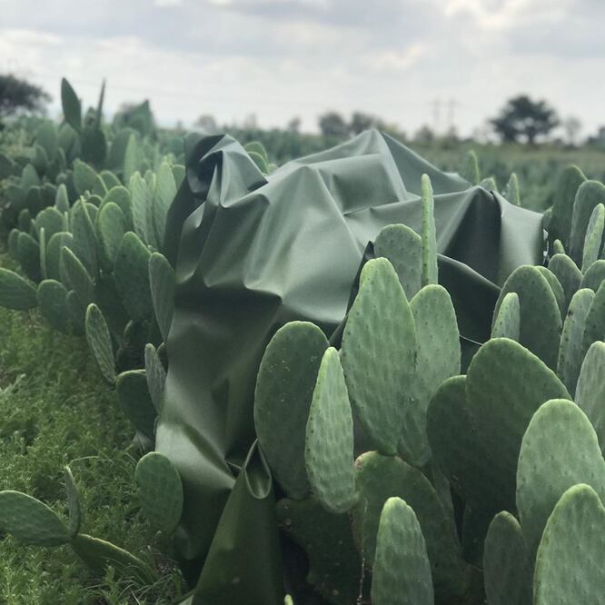 Esta piel vegana se crea a partir de nopal orgánico.