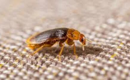 ¿Cómo hacen las pulgas para saltar hasta 33 centímetros en un solo salto?; ciencia revela detalles