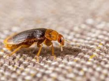 ¿Cómo hacen las pulgas para saltar hasta 33 centímetros en un solo salto?; ciencia revela detalles