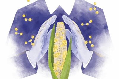 Nueva ley de maíz frena la biotecnología