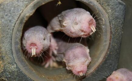 Las ratas se comportan como plantas cuando falta oxígeno