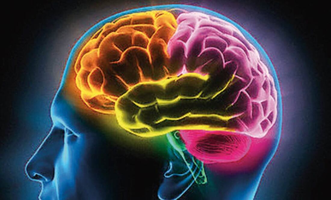 Esto podría haber ocurrido progresivamente durante la evolución del cerebro de los mamíferos. Foto: Archivo