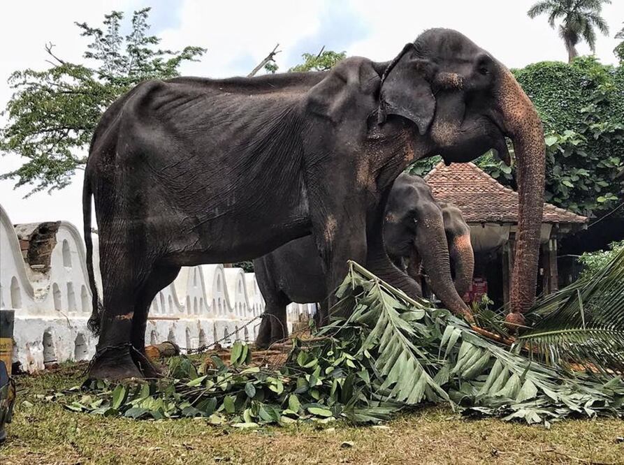 Ella es Tiikiri, una elefanta desnutrida obligada a participar en festival budista (Foto: Tomada de Facebook Save Elephant Foundation)