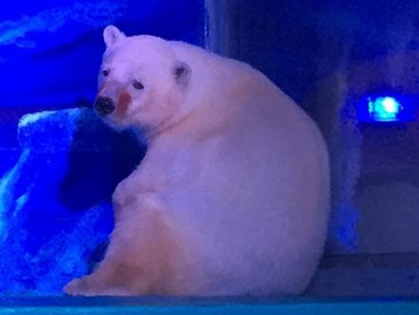 Activistas piden liberar a oso encerrado en centro comercial