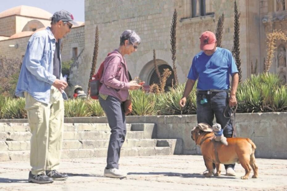 Baloo, el perro terapeuta que ayuda a lomitos