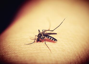 Con Inteligencia Artificial quieren acabar con la malaria